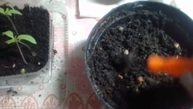 Посев семян в кипяток-супербыстрые всходы???; клематисы ОПТхоз- отзыв о качестве саженцев смотреть онлайн