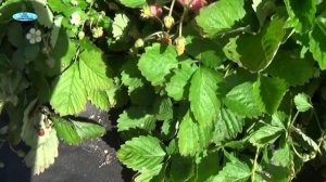 ЗЕМЛЯНИКА АЛИ БАБА. ПЛОДОНОШЕНИЕ. ВЫВОДЫ И ВПЕЧАТЛЕНИЯ.