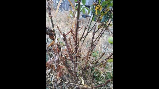 Мой ответ на возражения)) Стоит ли переводить розу на свои корни, или нет???? смотреть онлайн