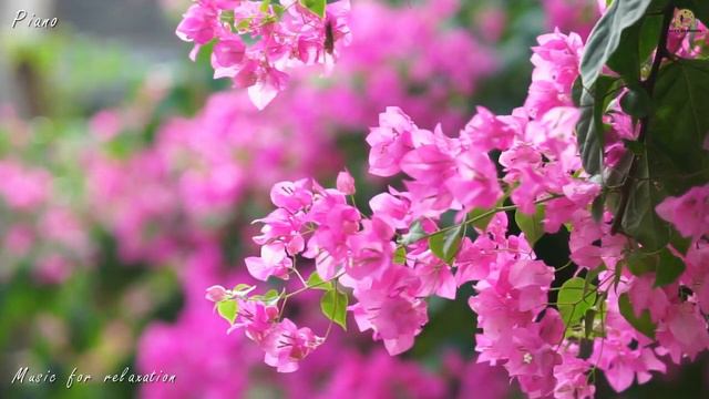 Piano music,Piano beautiful melody,Sleeping Music,Sleep,Study Music,Relaxing music,Deep sleep. смотреть онлайн