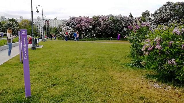 Сиреневый сад в Москве. Цветение сирени 2018 смотреть онлайн