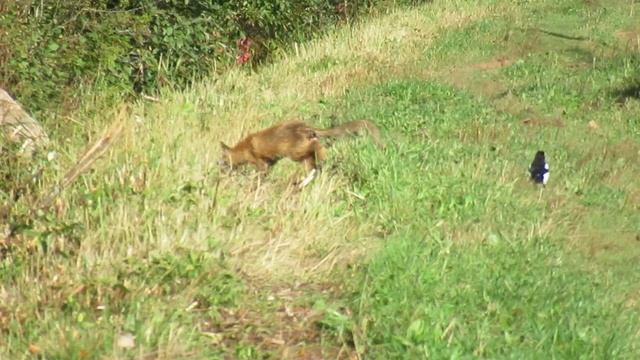 Подловил лису на опушке леса смотреть онлайн