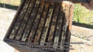 Как сделать отводок пчел в августе