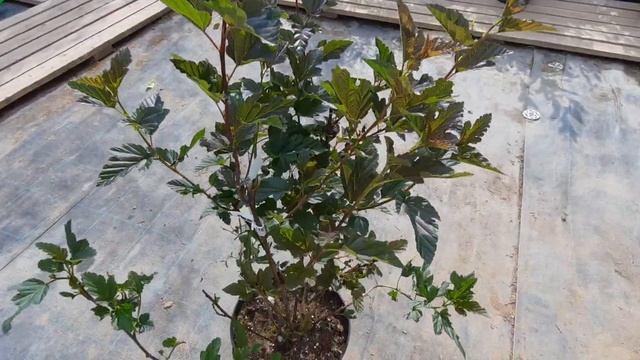 Пузыреплодник Red Baron С5 смотреть онлайн