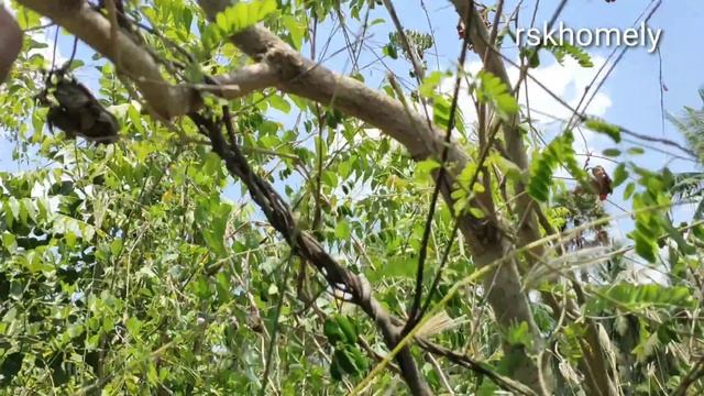 Gurivinda Seeds Uses in Telugu | ఈగురివింద గింజలు ఉపయోగాలు తెలిస్తే షాక్ అవ్వాల్సిందే|by RSK Homely смотреть онлайн