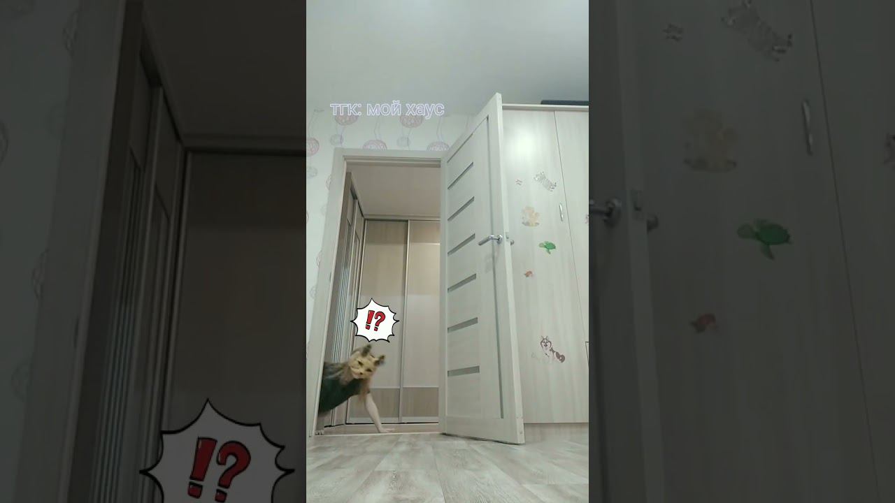 новый тренд, придумала сама!#квадробика #quadrobics #териан #териантропия #квтоп #обожаю #рек #cat смотреть онлайн