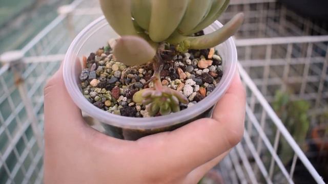 What I did to the rotten part of a Graptoveria Bashful смотреть онлайн