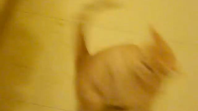 hyper cat plays with string смотреть онлайн