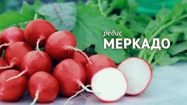 Редис Меркадо от Агрофирмы ПОИСК. смотреть онлайн