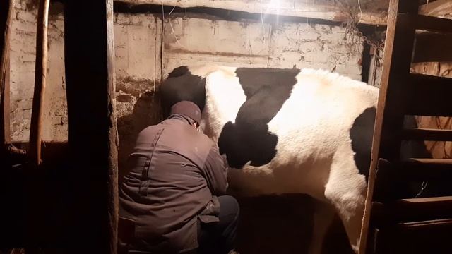 дойка вечерам смотреть онлайн