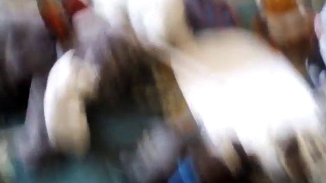 Заговор зверей смотреть онлайн