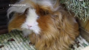 БЕЛЫЕ ВЫДЕЛЕНИЯ ИЗ ГЛАЗ У МОРСКОЙ СВИНКИ ?️