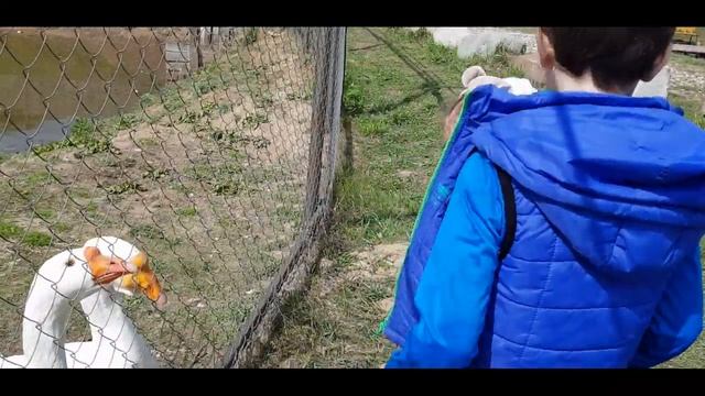 Гуси-лебеди/Га-га-га!!!Рыбалка!Вот так сюрприз...Кукузумба в Илейкино! смотреть онлайн