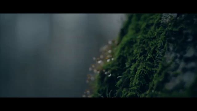 Wild Forest смотреть онлайн