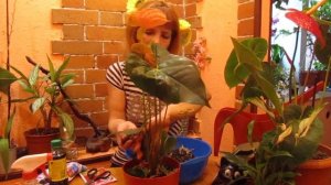 КАК ПЕРЕСАДИТЬ АНТУРИУМ С МАГАЗИНА ? И ВСЕ ЕГО СЕКРЕТЫ . В ГОСТЯХ У ЕЛЕНЫ .