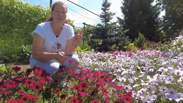 ОБЗОР КРАСАВИЦ-ПЕТУНИЙ | Лучшие сорта петуний для открытого грунта смотреть онлайн