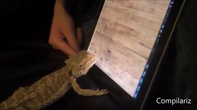 Прикол! Животные играют в IPAD! смотреть онлайн