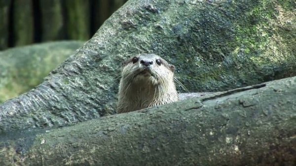Beaver: The Engineering Wonders: Why Do Beavers Build Dams?