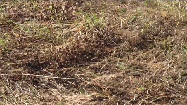 Облачник и другие находки. смотреть онлайн