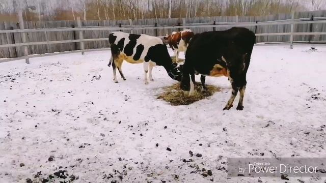 Выгул коров зимой. Голштины и айрширка. смотреть онлайн