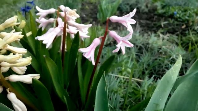 Гиацинты Hyacinths - луковичные весенние цветы смотреть онлайн