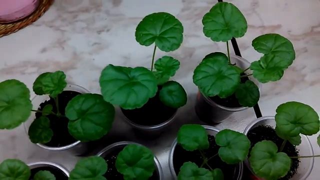 Герань (Пеларгония) из семян. 2 сорта. 2 месяца от посева. смотреть онлайн