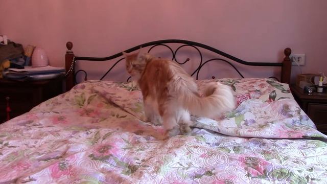 Мейн кун или сноу шу. Кто в доме хозяин? смотреть онлайн