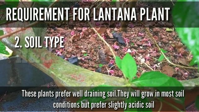 Lantana plant care | Growing lantana plants | lantana plant смотреть онлайн