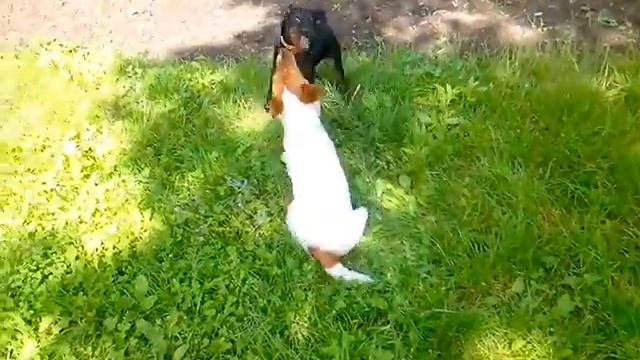 Фокстерьер vs Ягдтерьер смотреть онлайн