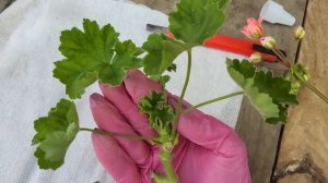 #586.Обрезка,черенкование пеларгонии на примере ЮВ Феникс.