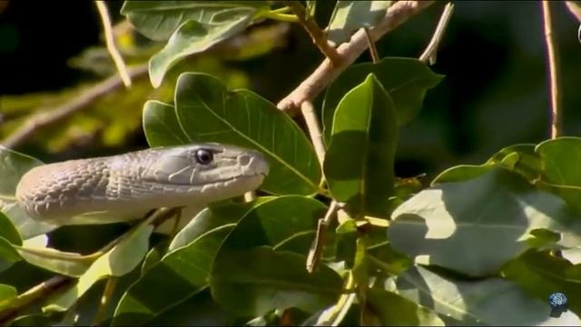 ЧЁРНАЯ МАМБА- САМАЯ АГРЕССИВНАЯ ЗМЕЯ смотреть онлайн