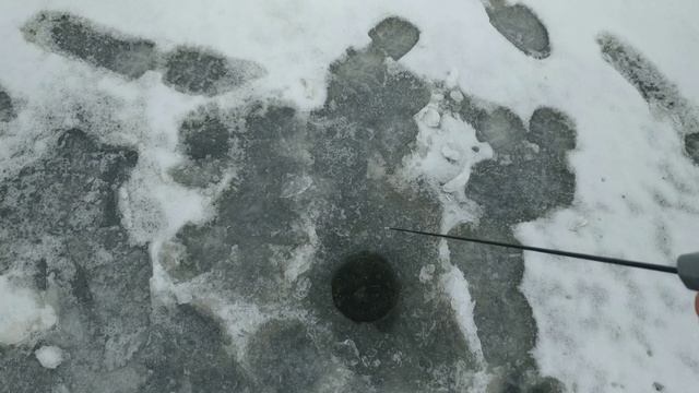 Осторожно,рыбалка!))) Бешеный клёв окуня! Рыбачим на озере с Сашей Ивановым! смотреть онлайн