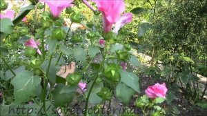 Лаватера.  Посадка и уход. lavatera flower.