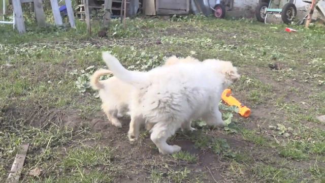 Всем привет! смотреть онлайн
