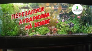 Перезапуск аквариума на земле.