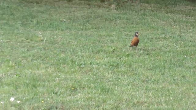 Birds (Canon Powershot SX530 HS) смотреть онлайн