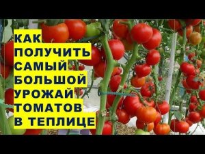 Как вырастить самый большой урожай помидоров в теплице. Важная формировка томатов в июле