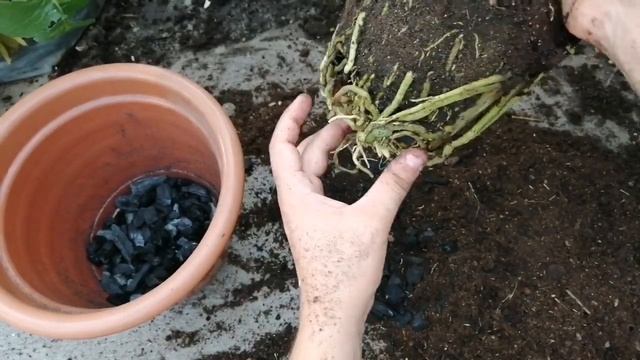 Драцена окаймленная: пересадка смотреть онлайн