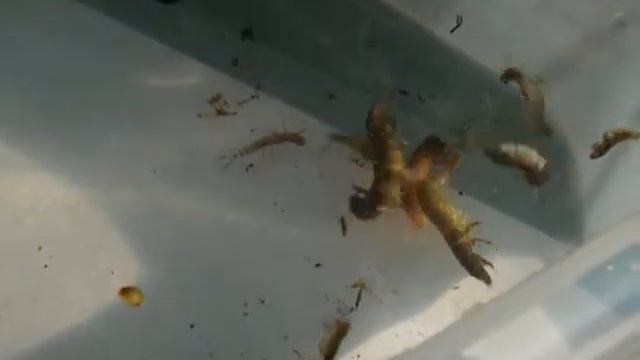 Lincolnshire Chalk Stream - Caseless caddis - Hydropsychidae смотреть онлайн