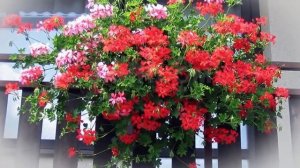 Пеларгония плющелистная (ампельная) – секреты и особенности ухода.