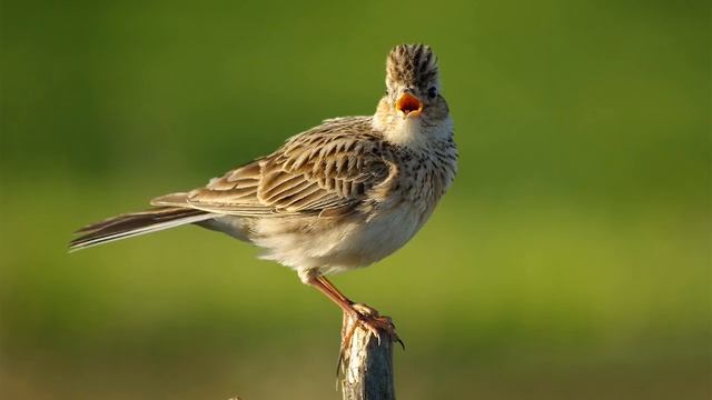 Неповторимое пение жаворонка Мелодичные трели Музыка природы