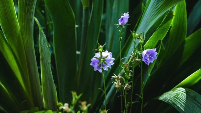 Фото Экотерапия, целительная природа, цветы, природная фотография смотреть онлайн