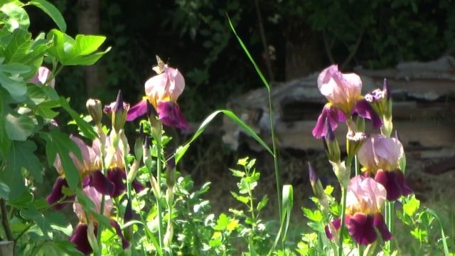 ПОСЕЛЕНИЕ ВЕДРУССИЯ. ПОМЕСТЬЕ ПИСАРЕВЫХ - РЕАЛЬНОЕ ПРОСТРАНСТВО ЛЮБВИ.