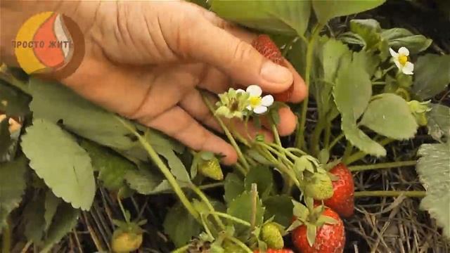 Ремонтантная клубника Альтесс. Вторая волна плодоношения смотреть онлайн