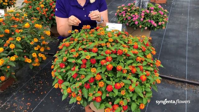 Hot Blooded Lantana | Lucas Greenhouses Summer Trial смотреть онлайн
