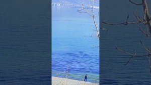 Дельфины в Новороссийске #животные #природа #море