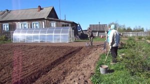 Посадка картофеля под плуг лебёдкой .