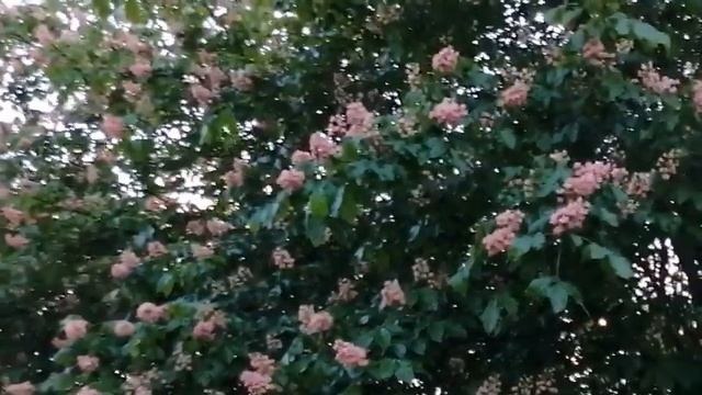 Розовые каштаны