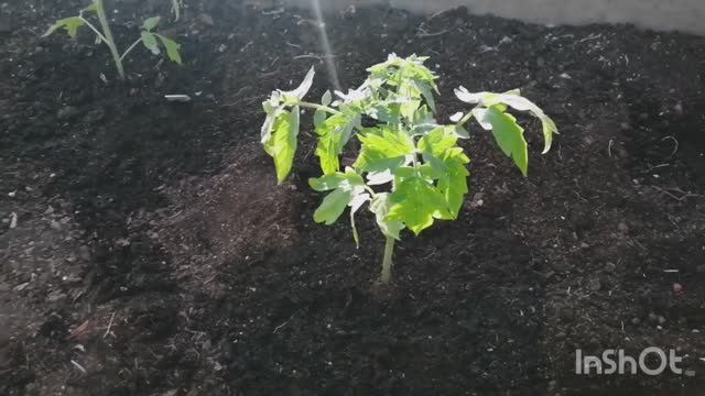 06.05.22 Влог-день готовки-высаживаю помидоры в теплицу. смотреть онлайн