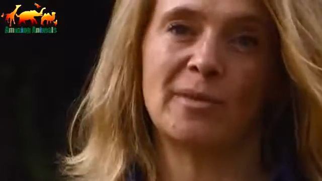 Стая диких собак против отважного мангуста / Этот мангуст показал как нужно сражаться смотреть онлайн